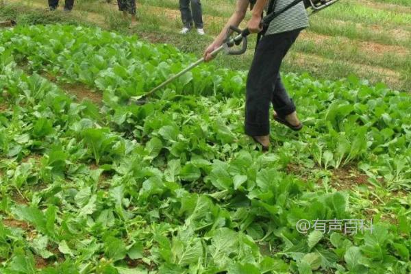 如何正确使用烟熏剂给蔬菜抗虫防腐（详细教程）