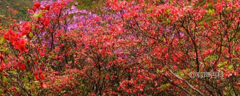 映山红是否为国家二级保护植物，属于国家三有