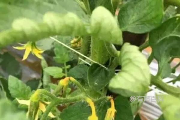 番茄缺钾的症状包括植株生长势弱、叶片容易发黄掉落等。缺钾会影响番茄植株的正常生长和发育，导致叶片出现黄化、枯萎和掉落的现象。如果你怀疑番茄植株缺钾，可以考虑施用富含钾元素的肥料来补充植株所需的营养。同时，合理管理土壤的肥力和保持适宜的灌溉水分也是预防番茄缺钾的重要措施。如果问题严重或持续存在，请咨询专业园艺师或农业专家以获取更详细的建议。