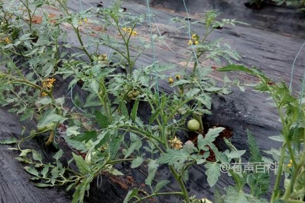 番茄缺钾的症状包括植株生长势弱、叶片容易发黄掉落等。缺钾会影响番茄植株的正常生长和发育，导致叶片出现黄化、枯萎和掉落的现象。如果你怀疑番茄植株缺钾，可以考虑施用富含钾元素的肥料来补充植株所需的营养。同时，合理管理土壤的肥力和保持适宜的灌溉水分也是预防番茄缺钾的重要措施。如果问题严重或持续存在，请咨询专业园艺师或农业专家以获取更详细的建议。