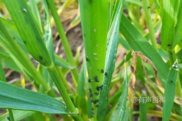 小麦吸浆虫防治方法及药物介绍