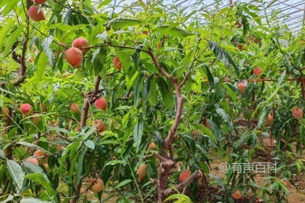 如何种植京桃，栽种时需要修剪水平根并展开侧根