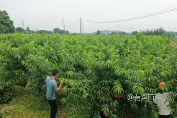 如何种植京桃，栽种时需要修剪水平根并展开侧根