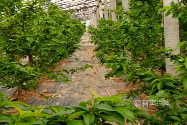 冬季果树管理的注意事项：合理施用有机肥料