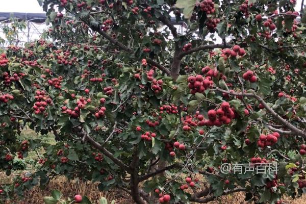 适合嫁接山楂树的最佳季节及时间