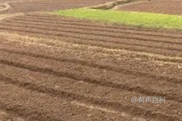 黑麦草的价值及其作为家畜饲料的优势