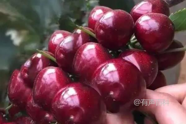 俄罗斯8号樱桃的品种介绍