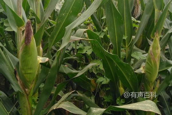 七合玉H81玉米品种特性及亩种植密度推荐