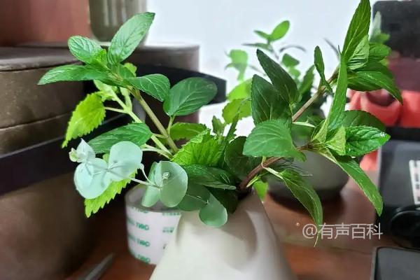 可以将这个标题修改为：“薄荷种植技巧：如何进行水培种植？” 来符合百度SEO规范。