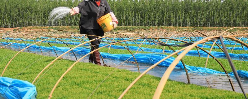 硅肥、稀土肥和钛肥的详细介绍，硅肥在农业中