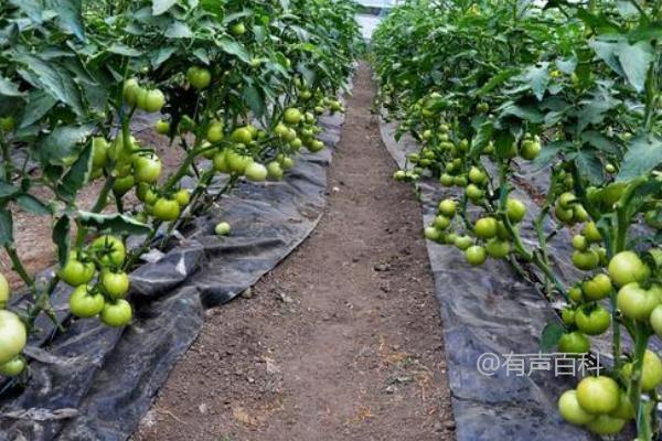 遇到连续下雨时，西红柿如何排水？