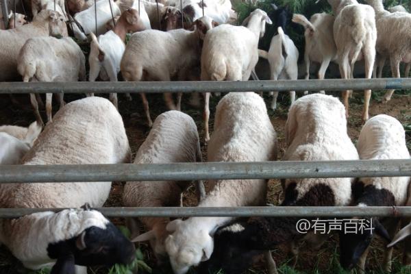 瘦弱羊怎么快速增胖，喂食多汁饲料和青贮饲料