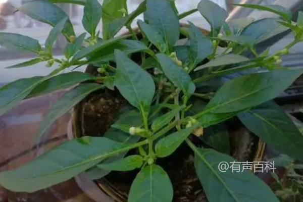 为什么盆栽辣椒只开花不结果？土壤板结和施肥不当是原因