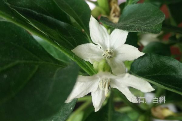 为什么盆栽辣椒只开花不结果？土壤板结和施肥不当是原因