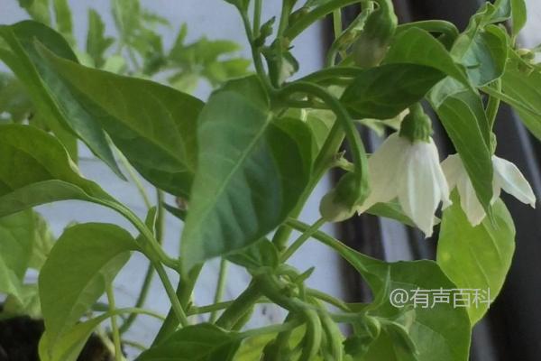 为什么盆栽辣椒只开花不结果？土壤板结和施肥不当是原因