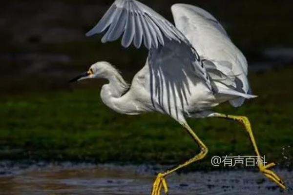 白鹭的饮食习惯及捕食方式