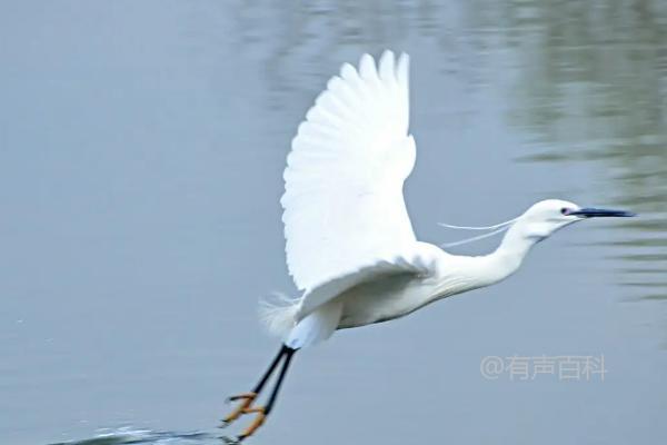 白鹭的饮食习惯及捕食方式