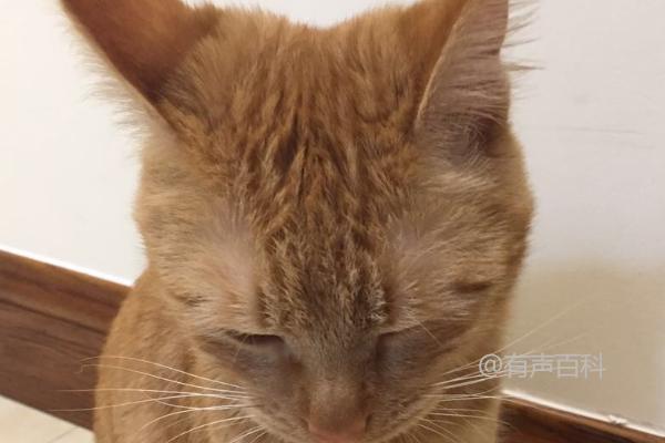 猫咪耳朵向后倾斜的含义和恐吓信号