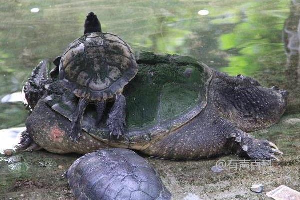 鳄鱼龟不吃东西怎么办：原因和解决办法详解