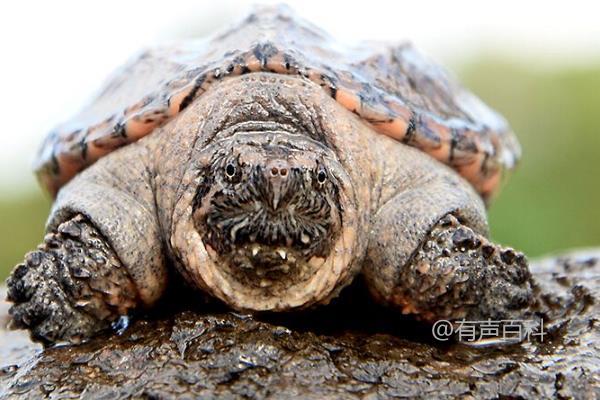 鳄鱼龟不吃东西怎么办：原因和解决办法详解