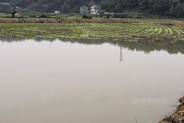 新建鱼塘养鱼必须做到彻底消毒，这关键不可忽视