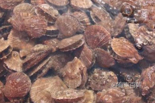 扇贝养殖技术：水温调节和定期水换方法