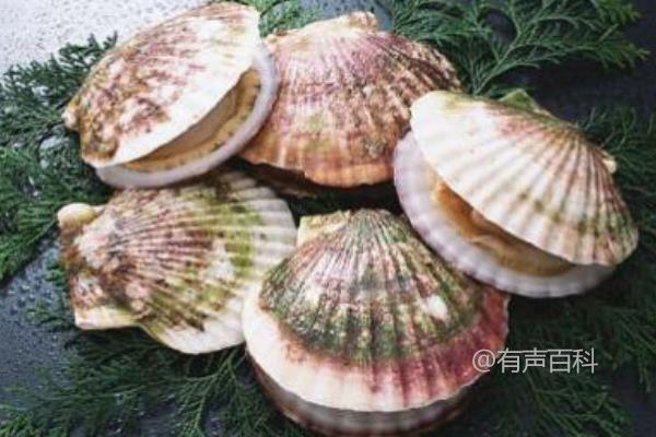 扇贝养殖技术：水温调节和定期水换方法