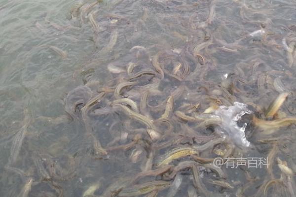 对于泥鳅来说，它们是杂食性动物，可以食用动物性的饲料和植物性的饲料。在饲养泥鳅时，可以给它们喂食小型水生动物、水生植物、蚯蚓、虫子等动物性饲料，也可以喂食米糠、豆饼、麦麸、菜叶等植物性饲料。需要注意的是，喂食时要适量，不要过量，以免造成浪费和水质污染。