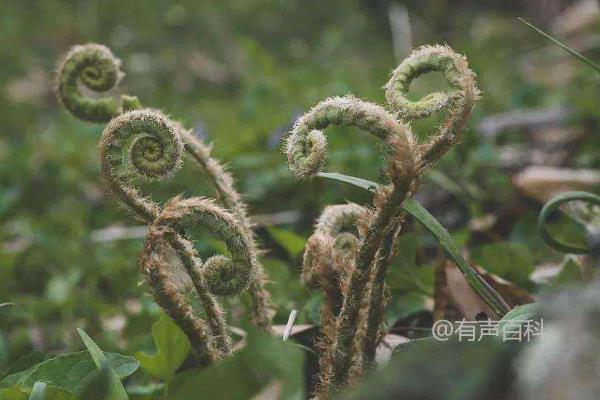 塌菜种植技术，育苗移栽的种植方法选择