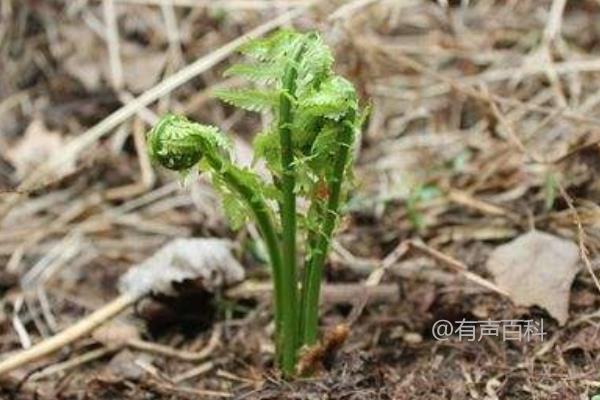 塌菜种植技术，育苗移栽的种植方法选择