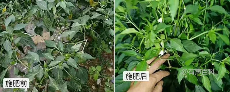 辣椒的肥料需求及施肥方法，辣椒种植如何施肥