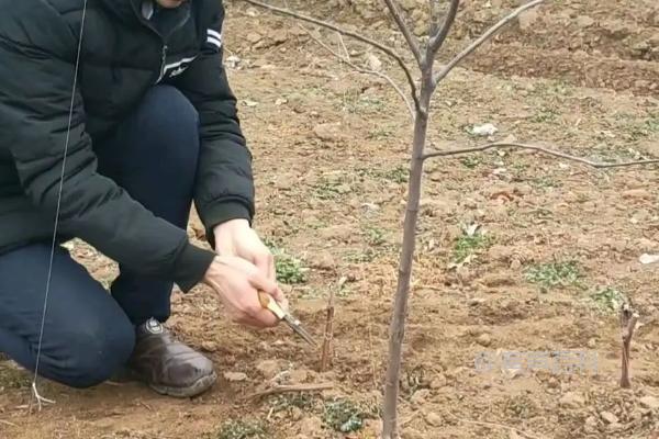 修剪苹果树的时间与方法

在修剪苹果树时，时间和方法都至关重要。