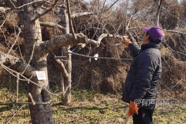 修剪苹果树的时间与方法

在修剪苹果树时，时间和方法都至关重要。