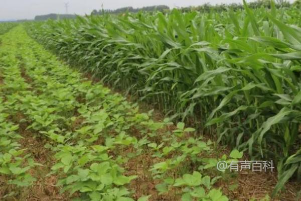 玉米与大豆套种技术及留苗密度确定规范