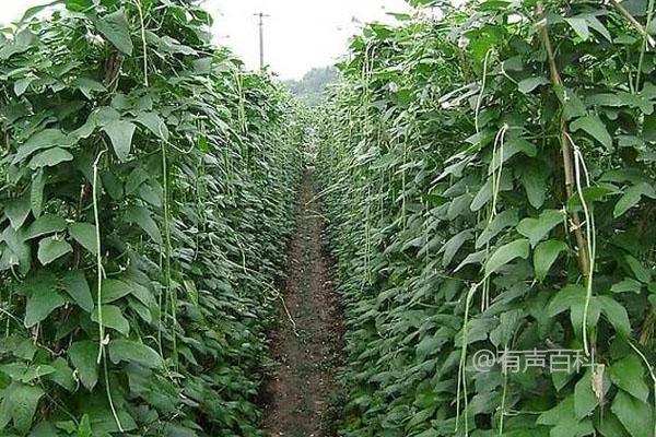 豇豆种植技术与田间管理指南: 精选品种和田块选择