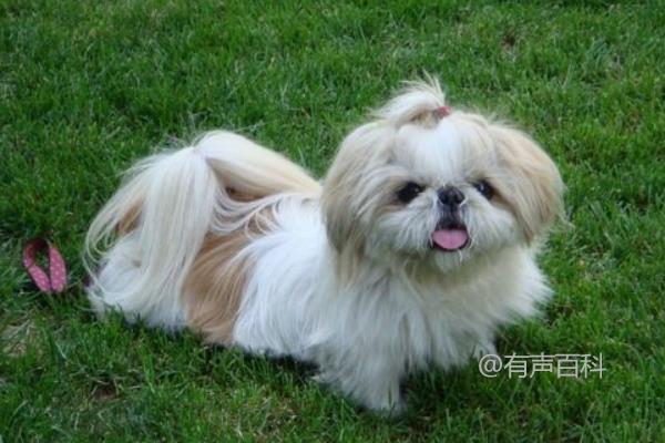 西施犬的寿命有多长？西施犬的饲养护理技巧分享