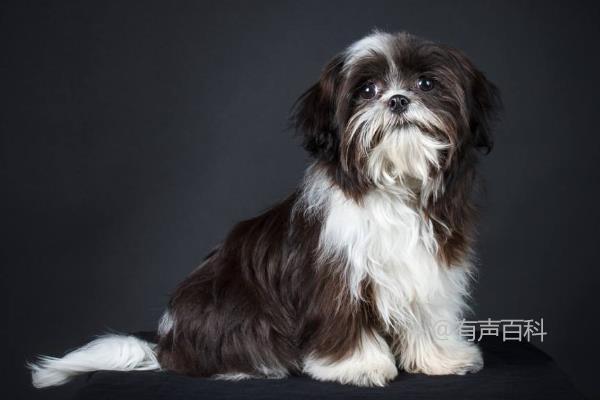 西施犬的寿命有多长？西施犬的饲养护理技巧分享