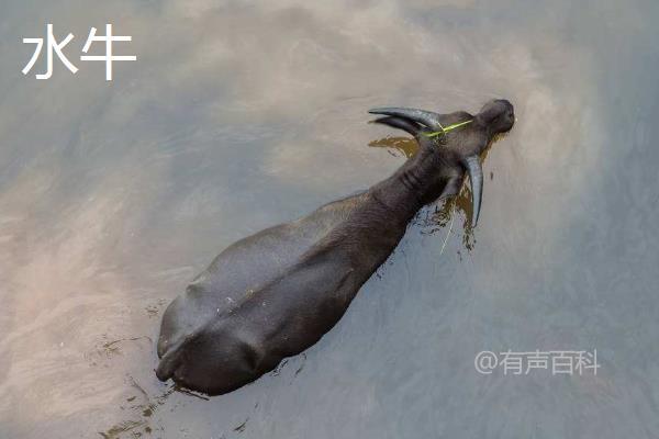 黄牛皮和水牛皮的区别详解