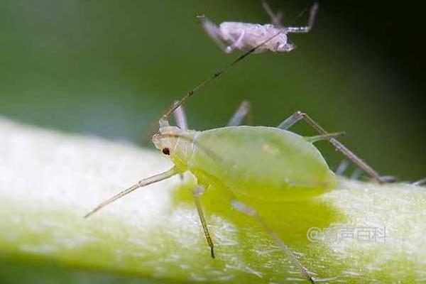 ### 如何有效治理蚜虫，并附带种植管理技巧