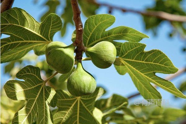 为什么无花果叫无花果？无花果的生长环境详解