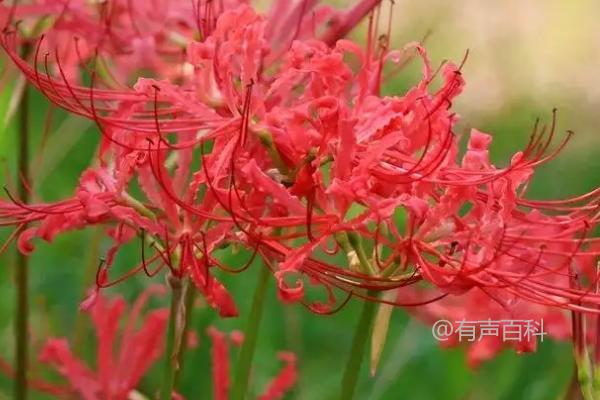 彼岸花种植的最佳时间