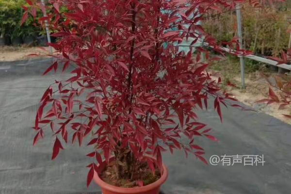 可以调整为更符合SEO规范的标题：

"盆栽南天竹：如何让它在室外安全过冬？"