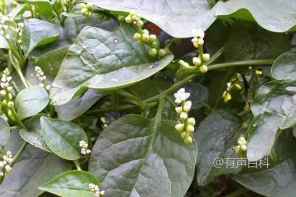 当处理这个标题时，我们可以重新构思一下以符合百度SEO规范：

"木耳菜蛇眼病防治技术及农药选择：发病初期可选用无公害农药"