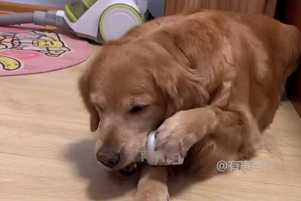 狗狗吃钙片的最佳时间，3个月至1岁之间的犬只必需进行钙的补充