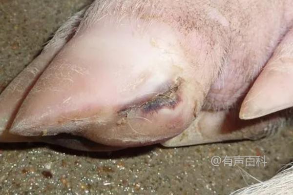 猪口蹄疫症状辨识：病猪体温升高、食欲下降、水疱溃破逐渐明显