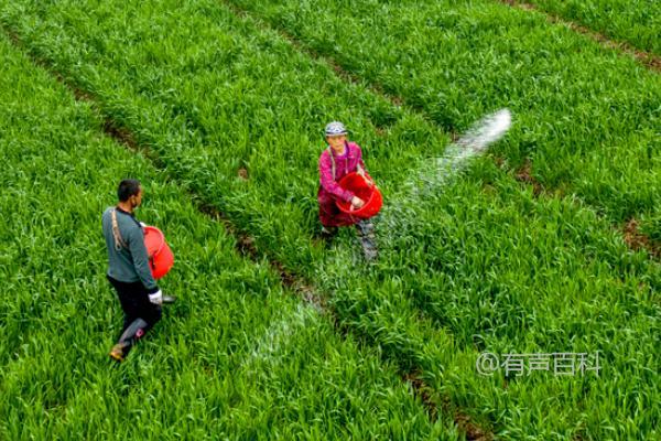 冬前追施小麦追肥的最佳时间