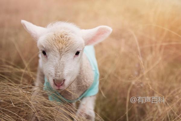 小羊羔是指多大的羊？小羊羔是指处于哺乳期且不满周岁的小羊。