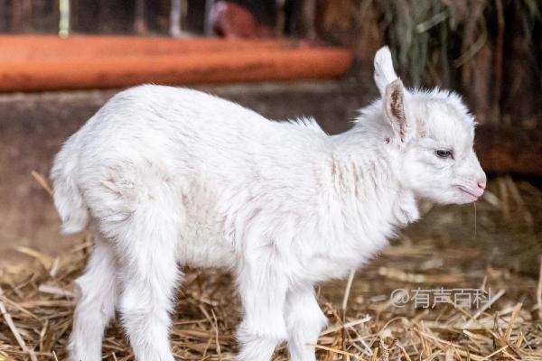 小羊羔是指多大的羊？小羊羔是指处于哺乳期且不满周岁的小羊。