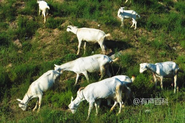 小羊羔是指多大的羊？小羊羔是指处于哺乳期且不满周岁的小羊。