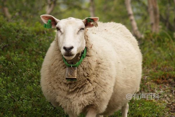 小羊羔是指多大的羊？小羊羔是指处于哺乳期且不满周岁的小羊。